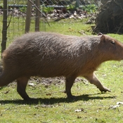 Capybara, High Park Zoo