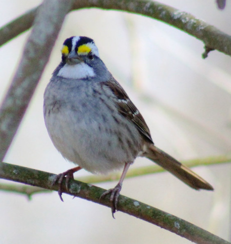 White throated Sparrow Rondeau Provincial Park, ON