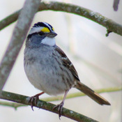 White throated Sparrow