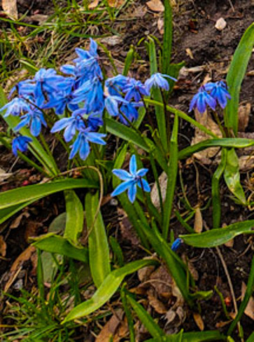 Fleurs du printemps (jg) Laval-des-Rapides, QC