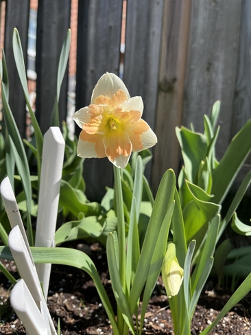 It’s spring! Scarborough, Ontario, CA
