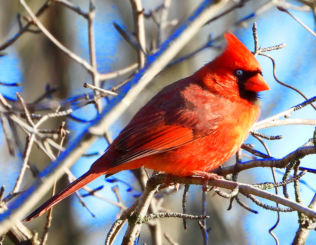 Northern Cardinal Cornwall, Ontario, CA