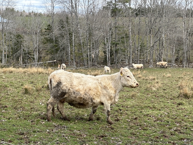 Cow New Germany, Nova Scotia, CA