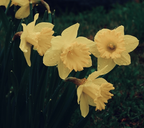 Rain soaked Daffodils Cornwall, Ontario, CA