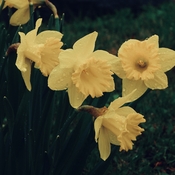 Rain soaked Daffodils