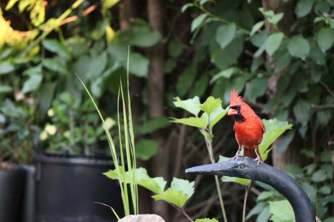 cardinal in my backyard Laval, QC