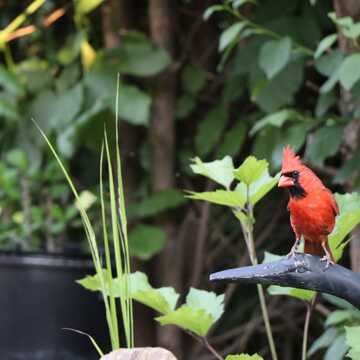 cardinal in my backyard