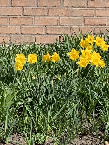Daffodils Etobicoke, Ontario, CA