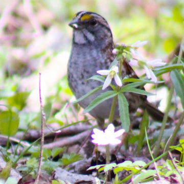 a female white-throated Sparrow