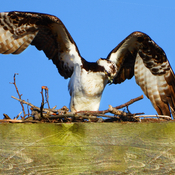 Landing on the Nest