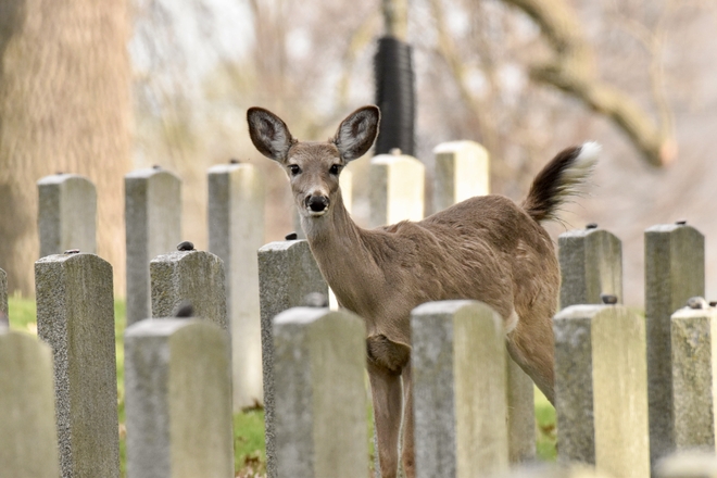 Deer among the headstones London, Ontario, CA