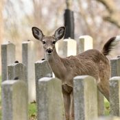 Deer among the headstones