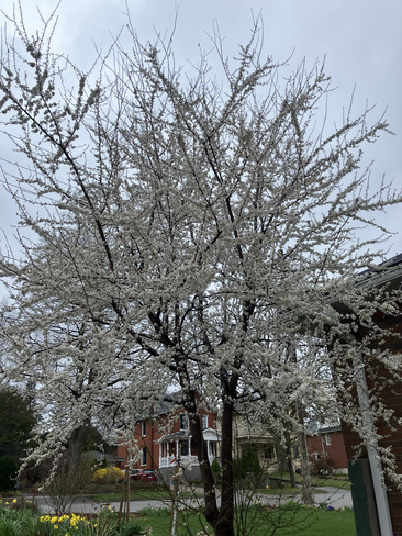 Cherry tree in beautiful Blume Guelph, Ontario | N1H 5A6
