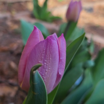 tulips in the backyard