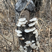 Tree fungus