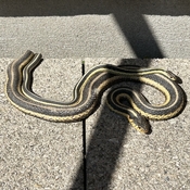 Garter snakes sunning on our front porch.
