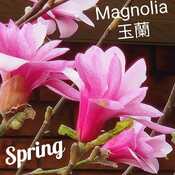 April 20 2024 Spring pretty Magnolias in bloom Iris Chong Thornhill Toronto