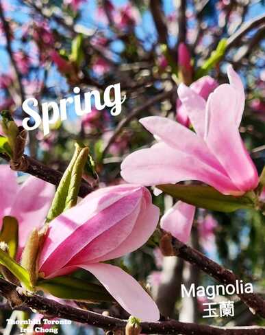 April 20 2024 Spring pretty Magnolias in bloom Iris Chong Thornhill Toronto Thornhill, Vaughan, ON