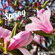 April 20 2024 Spring pretty Magnolias in bloom Iris Chong Thornhill Toronto