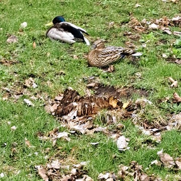 Ducks in suburbia
