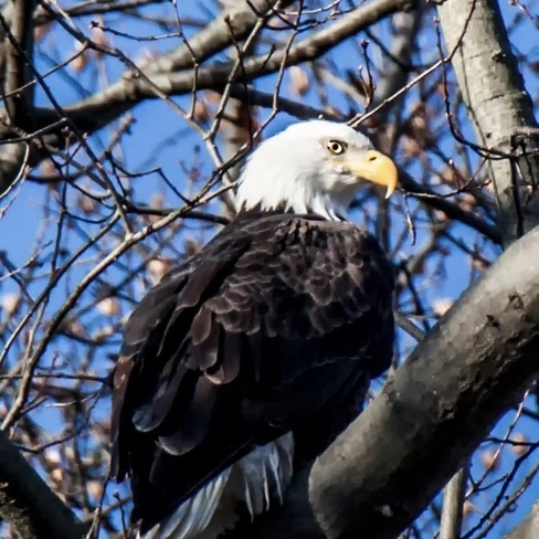 Magnificent Bald Eagle are making a successful comeback Gasport, New York, US