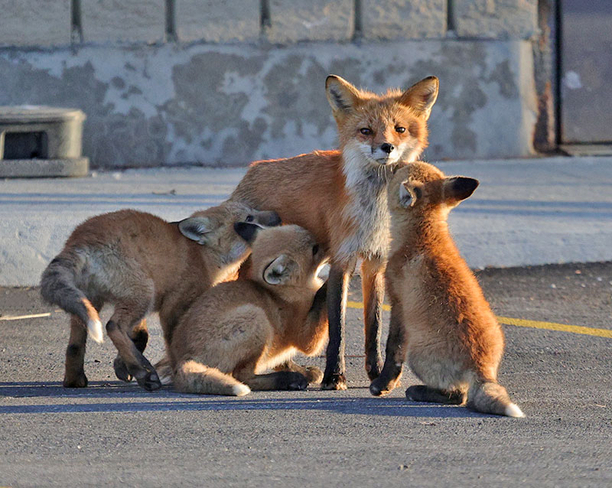 Sunday foxes Ottawa, Ontario, CA