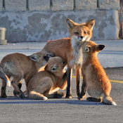 Sunday foxes