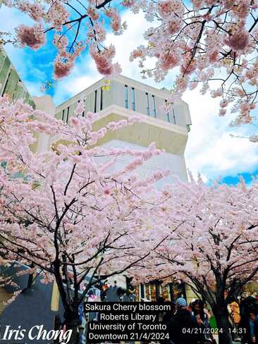 21/4/2024 Sakura Cherry blossom Roberts Library University of Toronto Iris Chong Robarts Library, Saint George Street, Toronto, ON