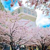 21/4/2024 Sakura Cherry blossom Roberts Library University of Toronto Iris Chong