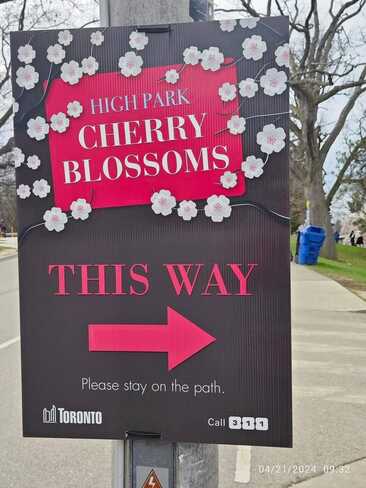 April 21 2024 Sakura Cherry blossom 2024 High Park Toronto Iris Chong Instagram High Park, Bloor Street West, Toronto, ON