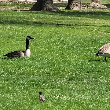 Morning Visitors ; Geese and a Robin