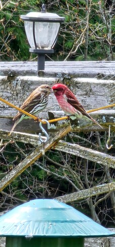 Male and female purple finch 💜 Omemee, ON