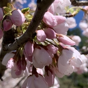 Cherry blossom high park