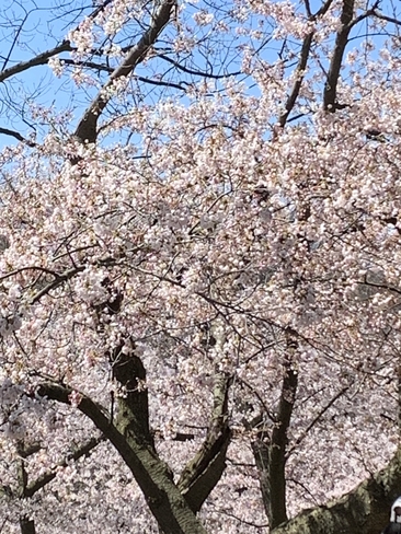 Cherry blossoms Etobicoke, Ontario, CA
