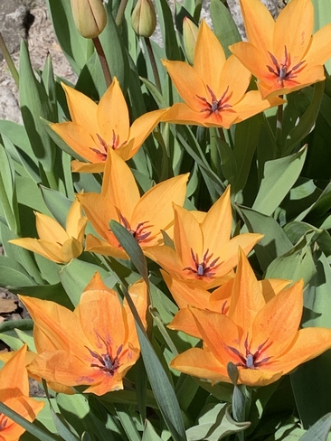 Tulips Etobicoke, Ontario, CA