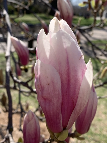 Magnolia Etobicoke, Ontario, CA