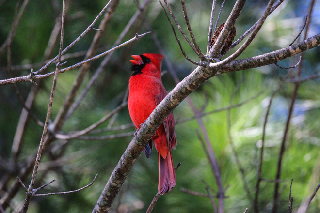 Cardinal Ottawa, Ontario, CA