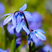 Siberian squill