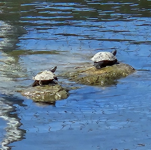 Turtles sunning Bayfront Park, ON