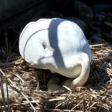 Momma Swan