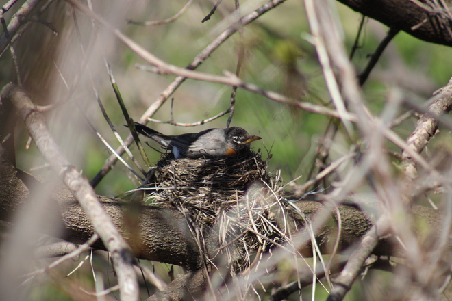 mother Robin on her nest Erieau, ON