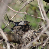 mother Robin on her nest