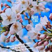 April 21 2024 Sakura Cherry blossom 2024 High Park Toronto Iris Chong Instagram