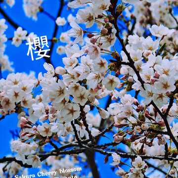 April 21 2024 Sakura Cherry blossom 2024 High Park Toronto Iris Chong Instagram