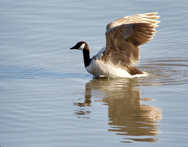 Leucistic Canada Goose Wellandport, Ontario, CA