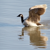Leucistic Canada Goose