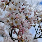 Sakura in High Park
