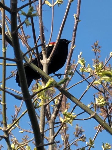 Black Bird Kingston, ON