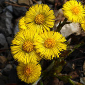 Coltsfoot Plant