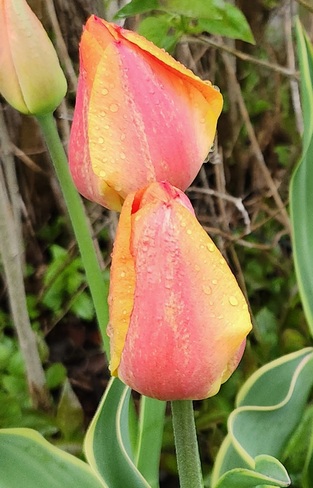 Tulips Leamington, ON